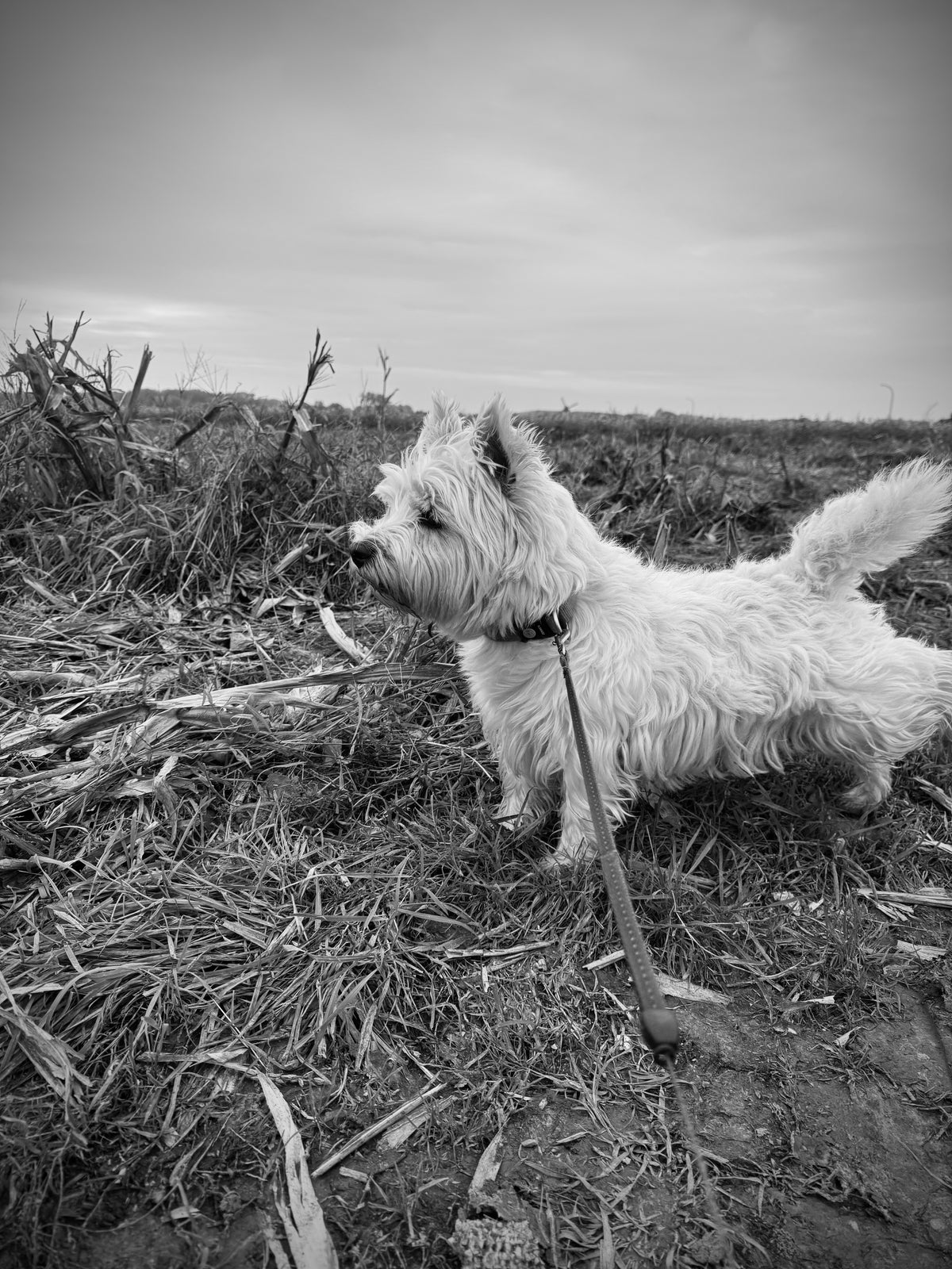 Wandelkaart