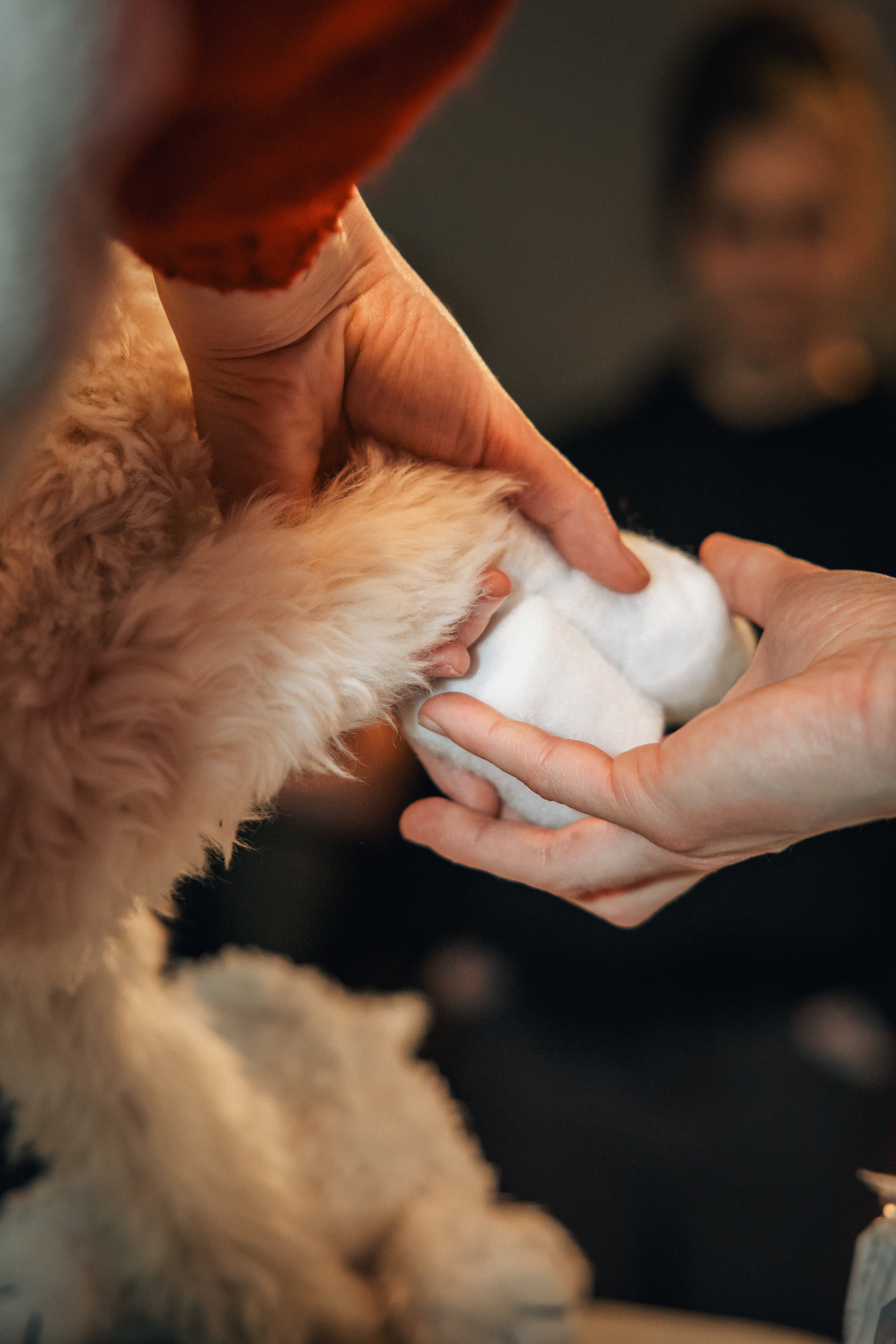 Workshop EHBO bij de hond