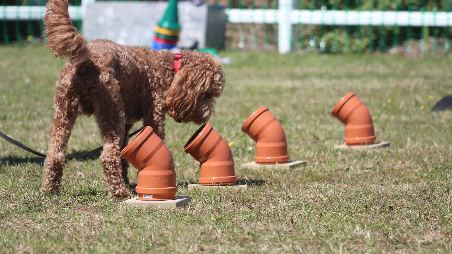 Basiscursus Detectie - 5 weken